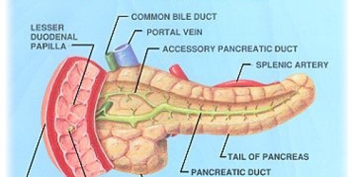 Testimonianza di guarigione dal tumore al pancreas