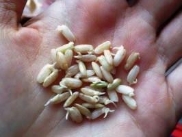 Come trattare i semi e i semi oleaginosi